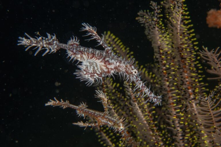 Ornate nudibranch with frilly white and pink fronds swimming near yellow-tipped coral in dark ocean water
